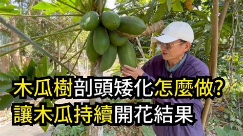 木瓜樹 風水|如何按照風水來擺設木瓜？（特徵、方位、共同擺設的植物）